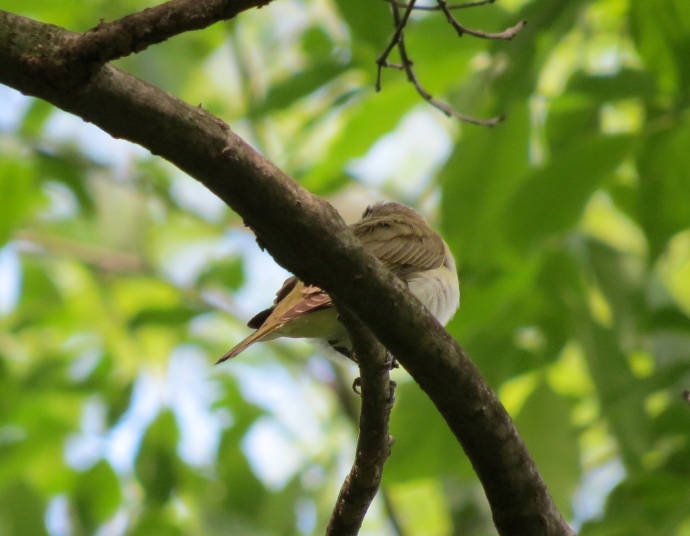 Take my word to it -- it's a Red-eyed Vireo.